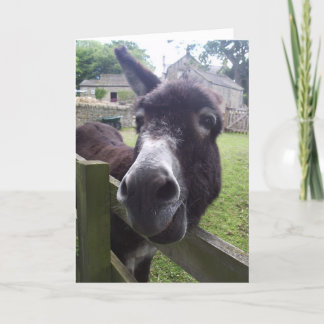Donkey Birthday Önskemål Kort