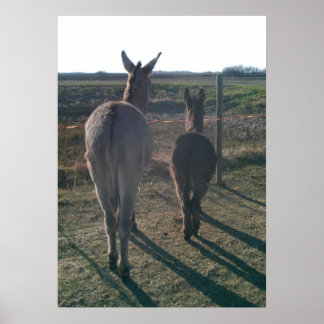 Donkey Brothers Poster