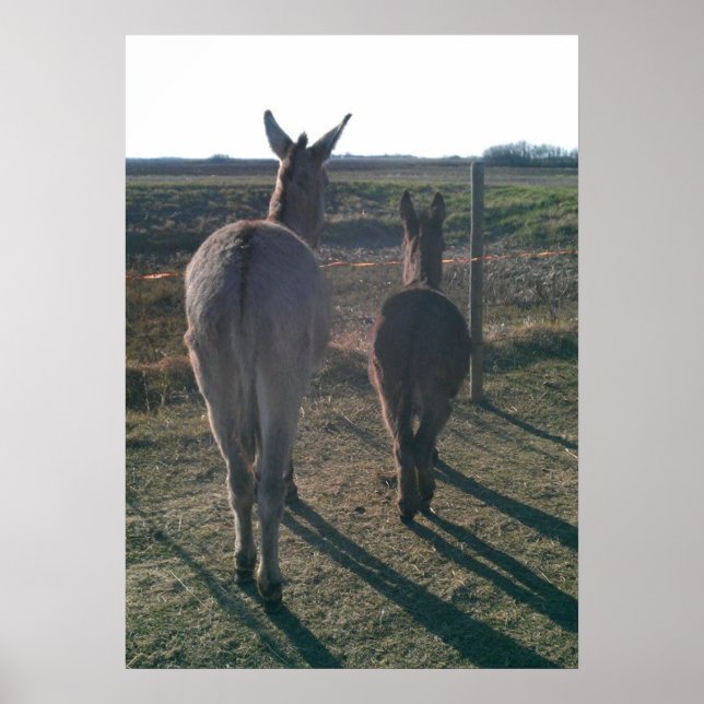 Donkey Brothers Poster (Framsidan)