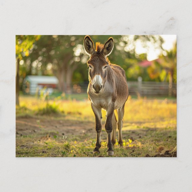 Donkey Burro Postcard Vykort (Framsida)