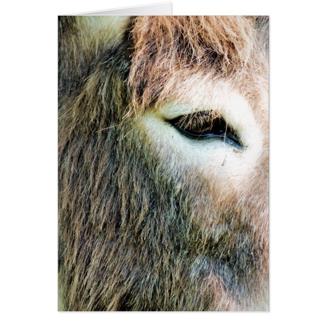 DONKEY CARD HÄLSNINGSKORT (Framsidan)