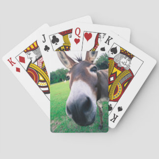 Donkey Casinokort