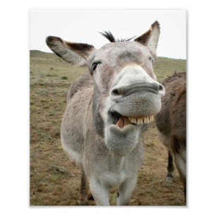 Donkey Fånig Ansikte Fototryck