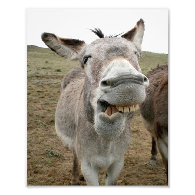 Donkey Fånig Ansikte Fototryck (Framsidan)