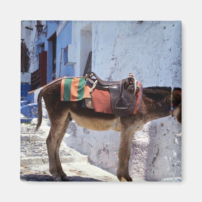 Donkey, Fira Santorini, Grekland Magnet (Framsidan)