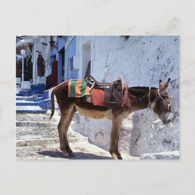 Donkey, Fira Santorini, Grekland Vykort (Framsida)