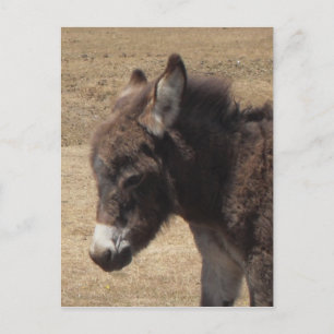 Donkey Foal Photo Vykort