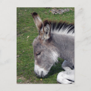Donkey Foal Porträtt Vykort