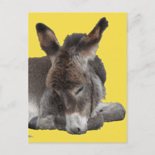 Donkey Foal Vykort