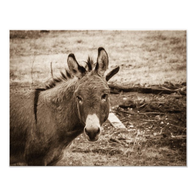 Donkey Fototryck (Framsidan)