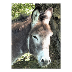 DONKEY FOTOTRYCK