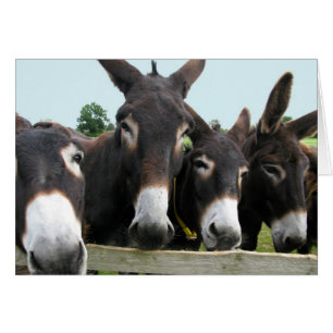 Donkey Hälsningskort