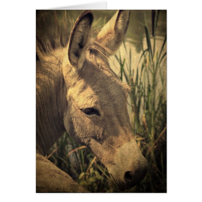 Donkey Hälsningskort (Framsidan)