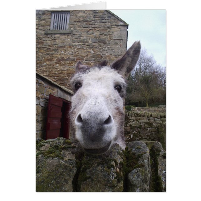 Donkey Hälsningskort (Framsidan)