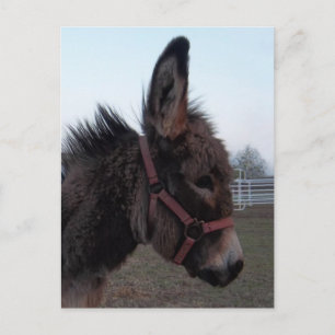Donkey-Head Vykort