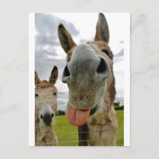 Donkey Humor Vykort