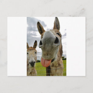 Donkey Humor Vykort