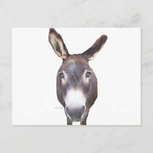 Donkey i Ansikte Vykort