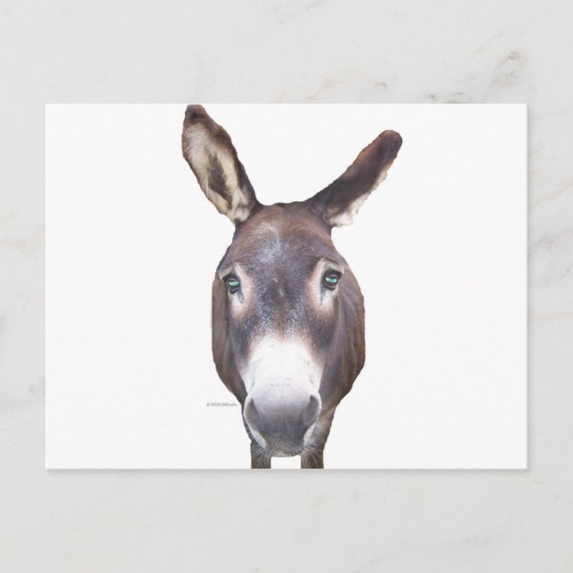 Donkey i Ansikte Vykort (Framsida)