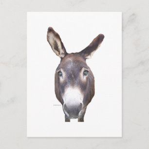 Donkey i Ansikte Vykort