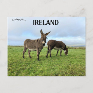Donkey i Doora Ireland Vykort