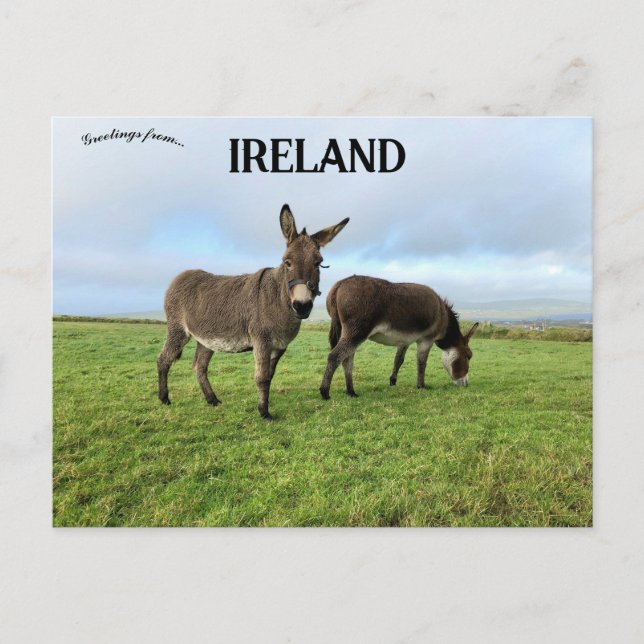 Donkey i Doora Ireland Vykort (Framsida)