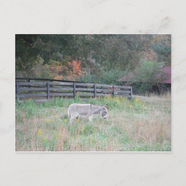 Donkey i en höst Fält. Vykort (Framsida)