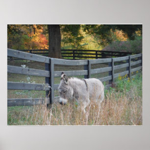 Donkey i ett vykort för hösten Fält Poster