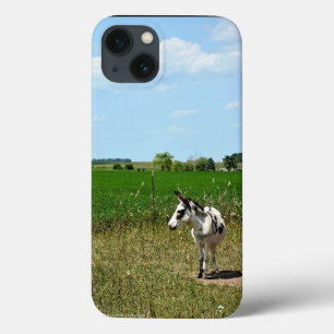 Donkey i Fält
