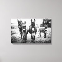 Donkey i Fält