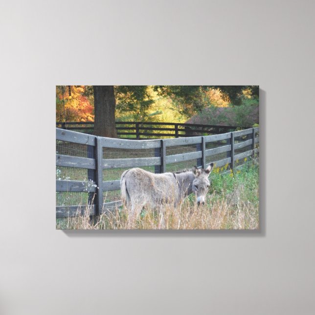 Donkey i Fält på hösten Canvastryck (Framsida)