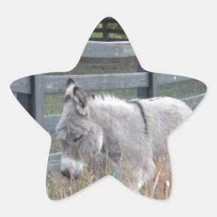 Donkey i Fält på hösten Stjärnformat Klistermärke
