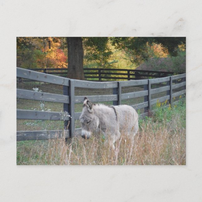 Donkey i Fält på hösten Vykort (Framsida)