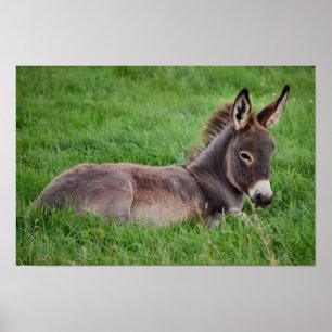 Donkey in the Grass Poster