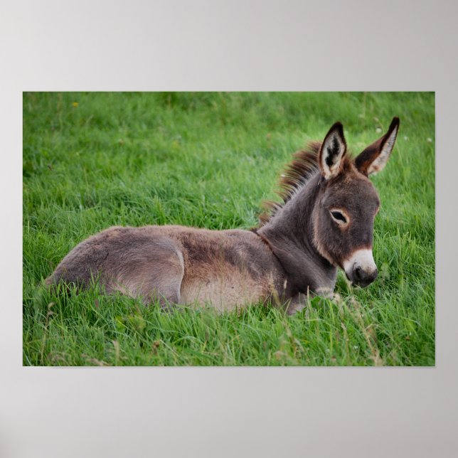 Donkey in the Grass Poster (Framsidan)