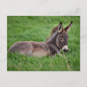 Donkey in the Grass Vykort