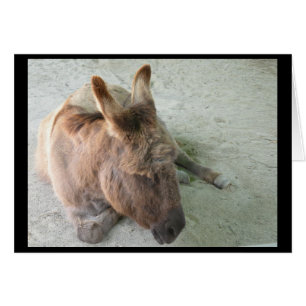 Donkey-kort OBS Kort
