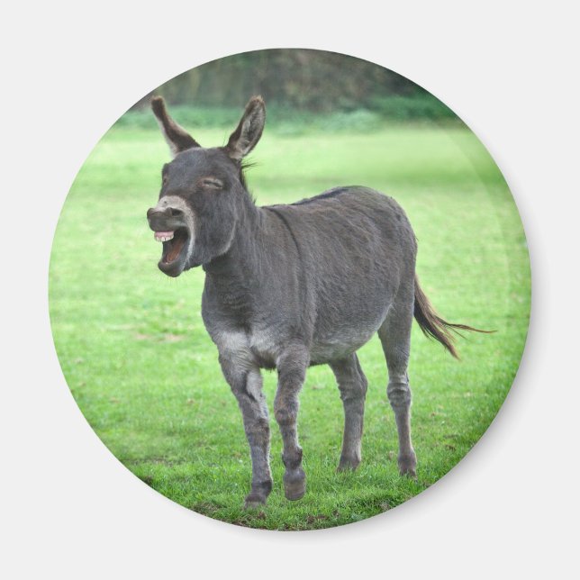 Donkey Laugh Magnet (Framsidan)