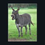 Donkey Laugh-vykort Vykort<br><div class="desc">Donkey</div>