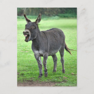 Donkey Laugh-vykort Vykort
