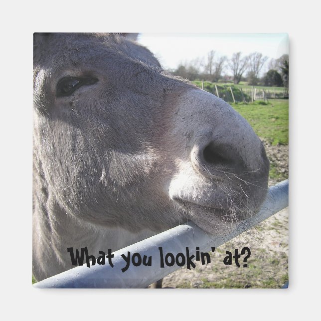 Donkey Magnet (Framsidan)