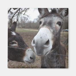 Donkey! Magnet