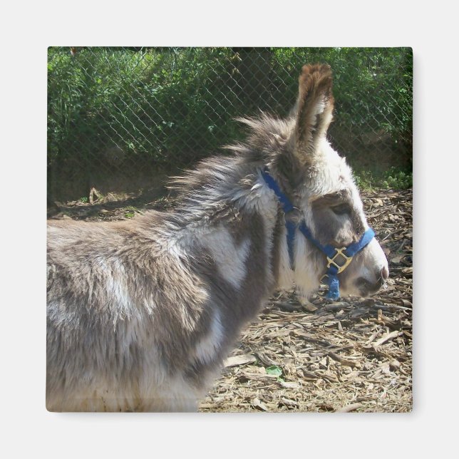 Donkey Magnet (Framsidan)