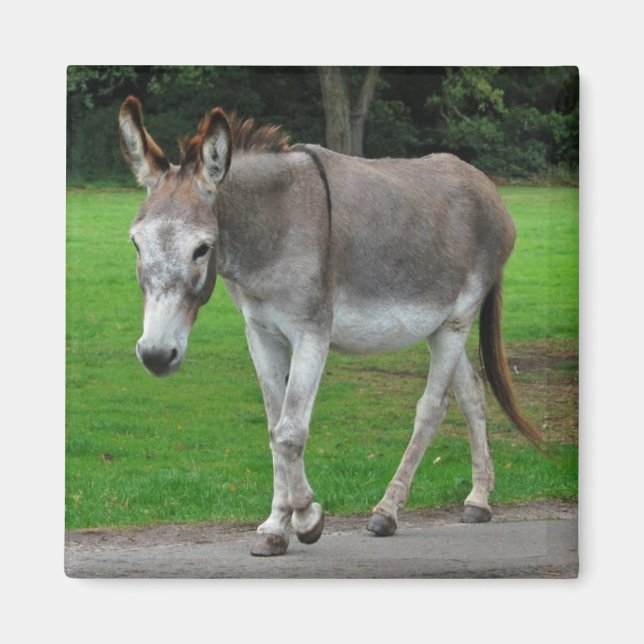 Donkey magnet (Framsidan)