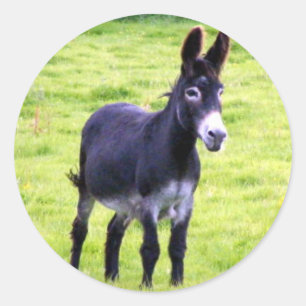 Donkey-märke Runt Klistermärke