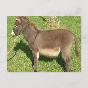 Donkey med Bälte i Nacke Vykort