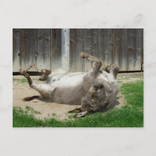 Donkey med bath vykort