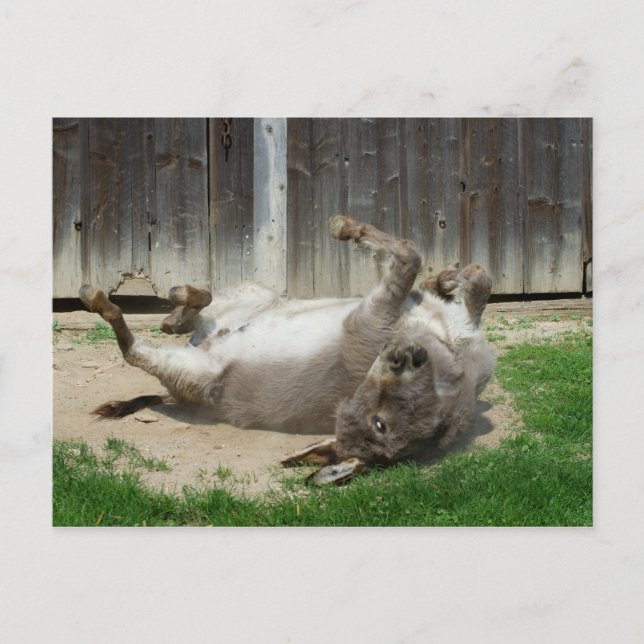 Donkey med bath vykort (Framsida)