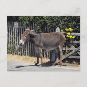 Donkey med Gula blommor Vykort