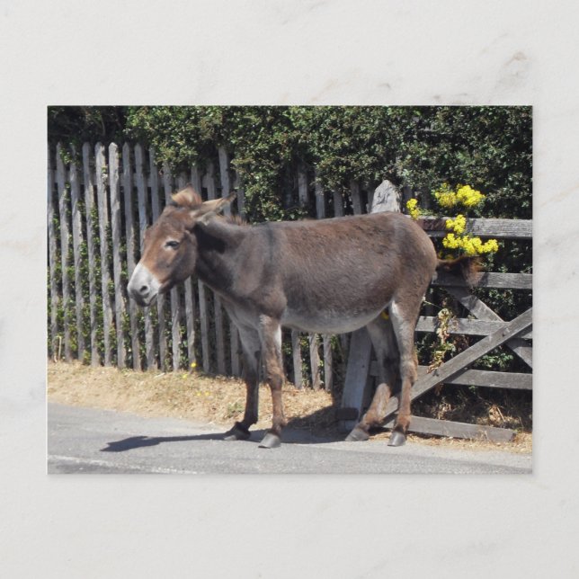 Donkey med Gula blommor Vykort (Framsida)